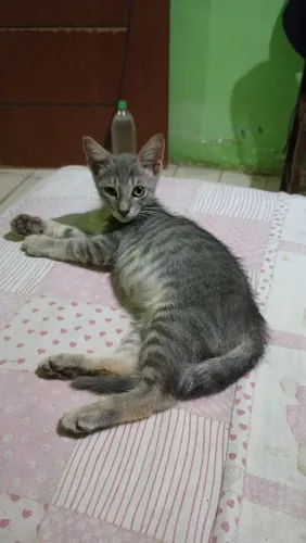 Gatinho cinza!