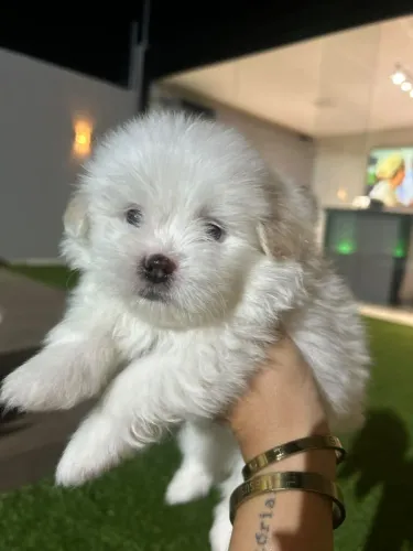 Filhote de Shih Tzu com Lulu da Pomerania