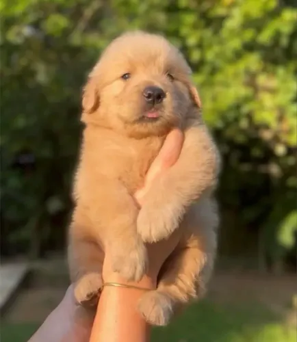 Golden Retriever Filhotes Para Sua Casa