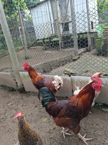 Galos