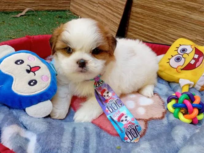Shih Tzu filhotes prontos para nova família