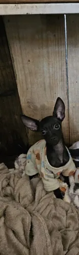 Vendo pinscher macho n:0