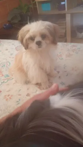 Animal cachorro