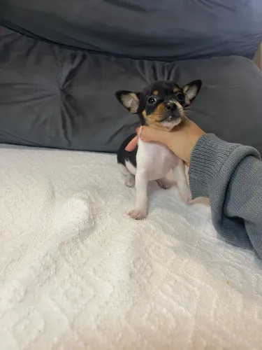 Filhote pinscher 