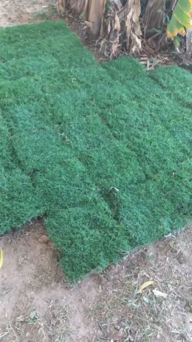 Grama top já plantada