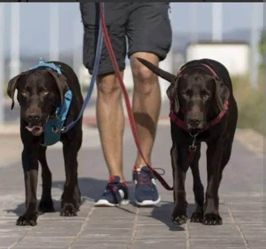 Passeador de Cães em Santarém-Pa