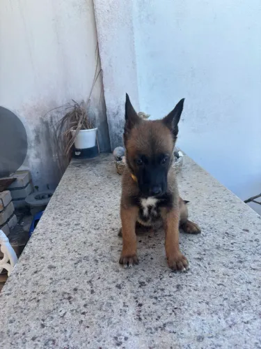 Pastor Belga Malinois 