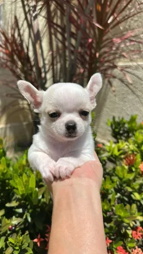 Chihuahua - Vendemos com responsabilidade: Contrato + vacinação!