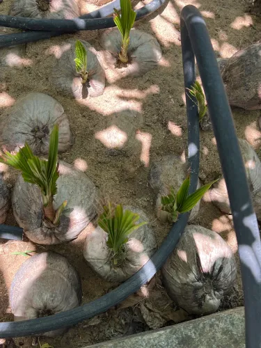 MUDAS COCO ANAO