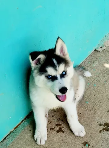 Filhote Husky Siberiano Macho