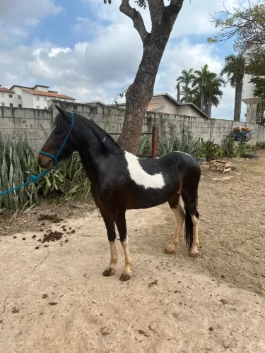 Piquira pampa de preto castrado novinho 