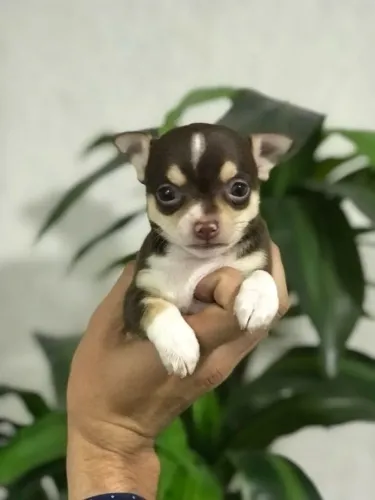 Chihuahua cores exóticas e padrão único da raça, adquira conosco *