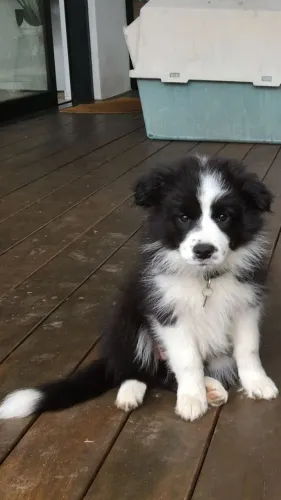 Filhotes de border collie, amor que só seu Pet tem