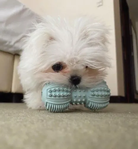 Filhotes de Maltes | Um encanto canino!