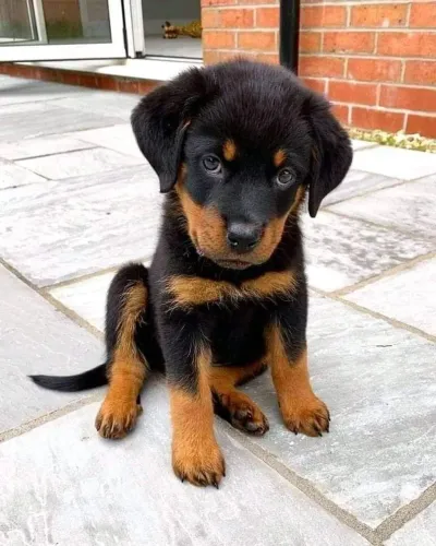Filhote de Rottweiler coração bate mais forte quando te vejo 