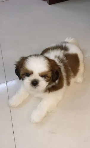 Filhote de Shih-Tzu, muito curto