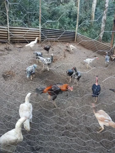 Galinha indias