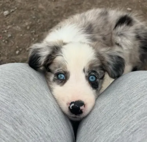 Filhotes de Border Collie | Alegria que não se explica.