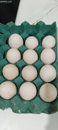 Ovos de Pata