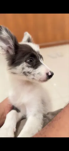 Border Collie Fêmea RARA