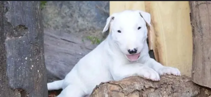 Filhote de Bull terrier o filhote marcante que nunca passa despercebido