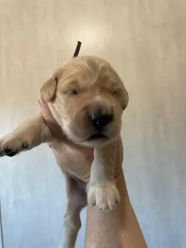 Filhotes de Golden Retriever | Puro amor em patinhas.