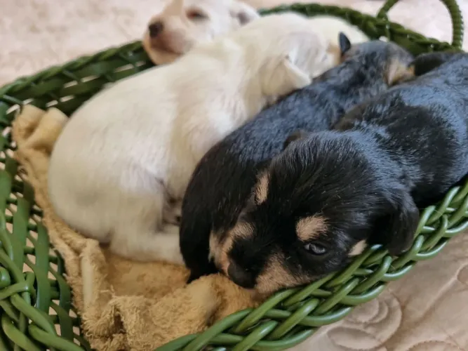 Ninhada Schnauzer miniatura