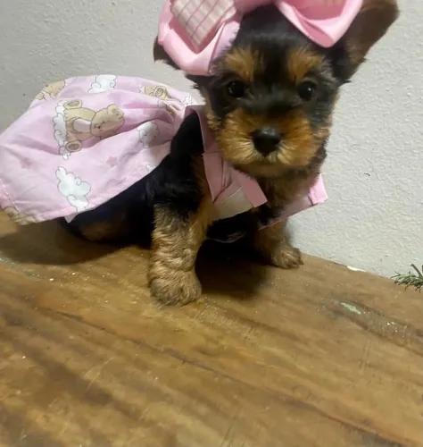 Uma pintura de Yorkshire Terrier 