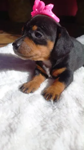 Dachushund