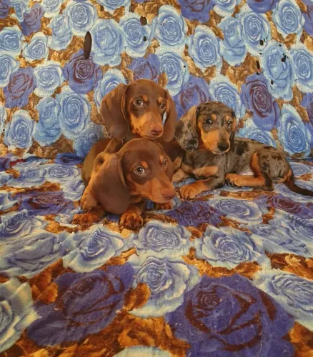Filhotes dachshund miniatura 