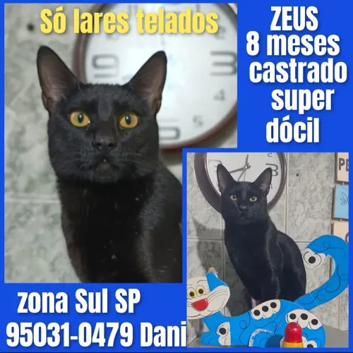 Gatos castrados
