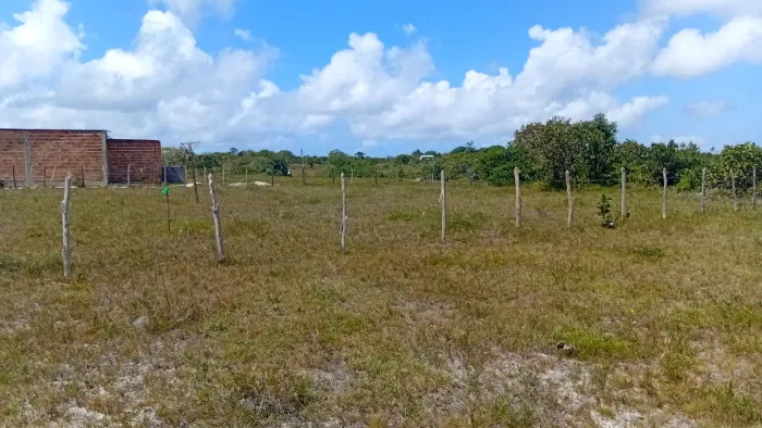 Coqueiro próximo a entrada de salinas onde tem o posto de gasolina 