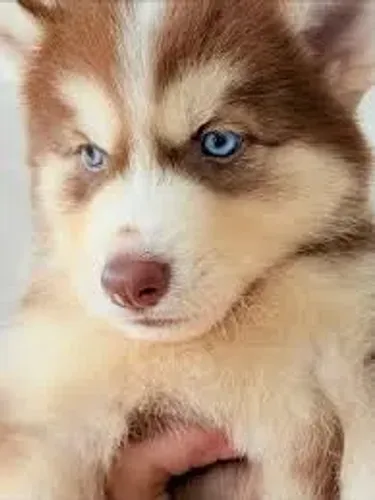 husky Beleza selvagem e olhar marcante.
