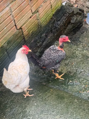 Vendo galinha garnisé pescoço pelado