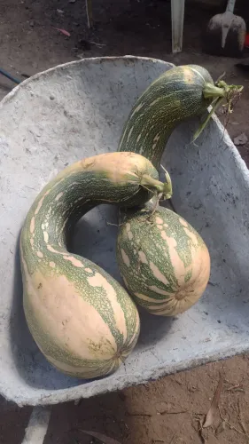 Vendo abóbora madura 2 reais o quilo retirar no bairro Paloma Guaraituba Colombo 