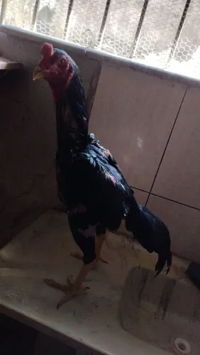 Frango  franga galo de raça 