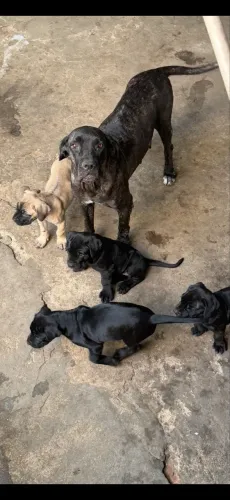 Filhotes de Cane Corso disponíveis