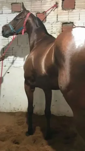 Cavalo bem treinado 
