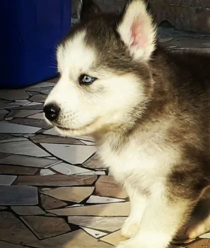 Husky siberiano forte e energetico