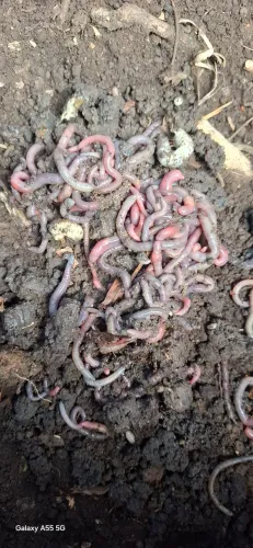 Minhocas puladeiras e mansas