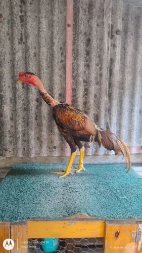 Dois frangos carioca disponível para venda