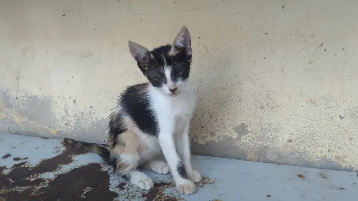 Adoção de gatos