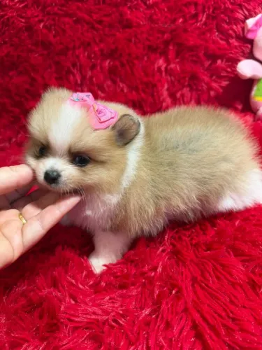 Lulu da pomerania femea