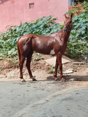 Égua de qualidade