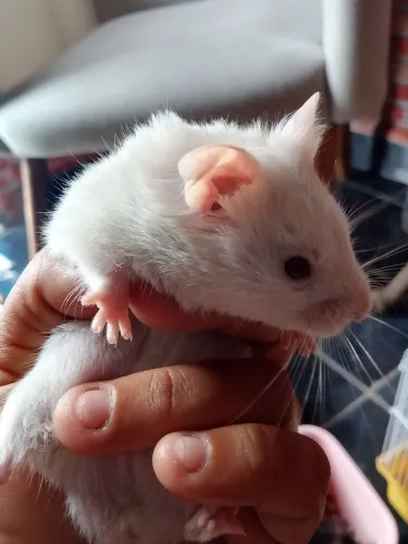Hamster ?