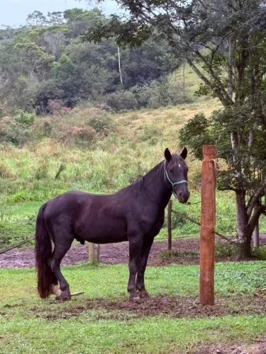 Cavalo Crioulo 4 anos 