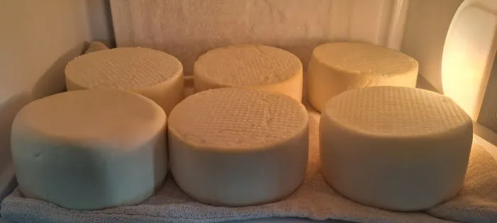 QUEIJO FRESCO PRA REVENDA 