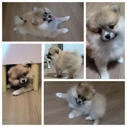 Spitz alemão filhotes