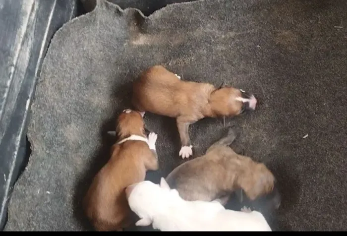 Cachorrinhos para doação 