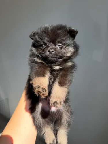 Lulu Da Pomerânia